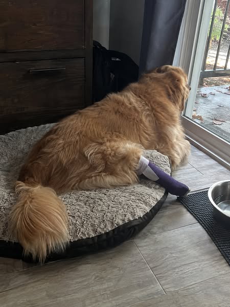 Your Dog's Torn CCL Didn't Happen The Way You Think
