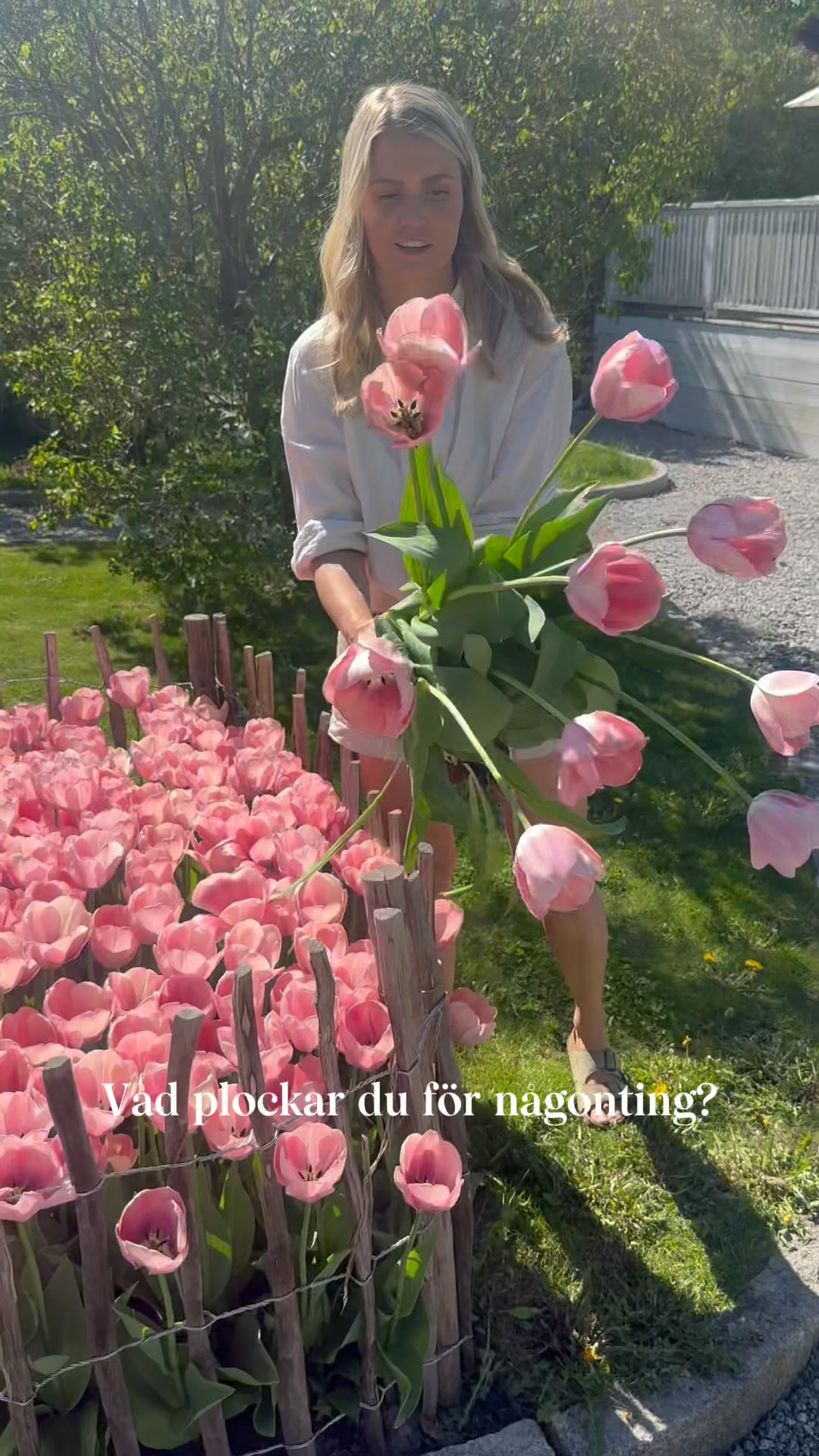 Vill du ha en pompös tulpan med långa stjälkar?