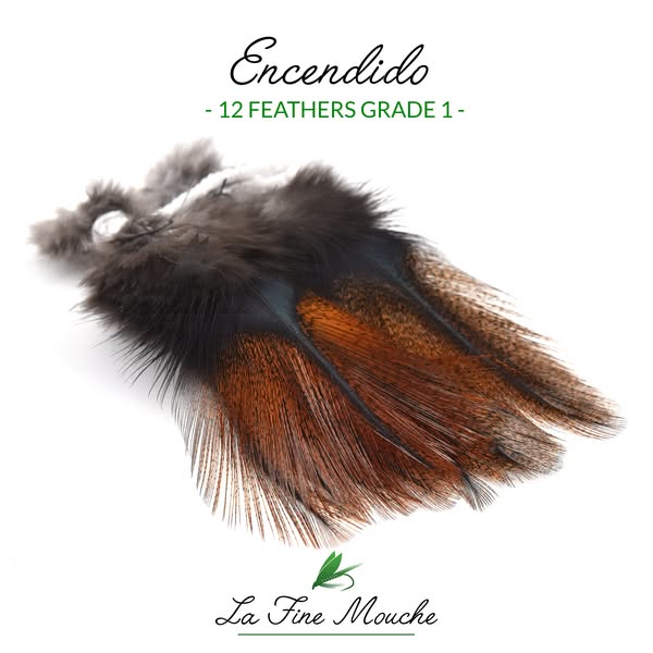 Pardo Coq de Leon Feathers Grade 1 Premium - Pack of 12