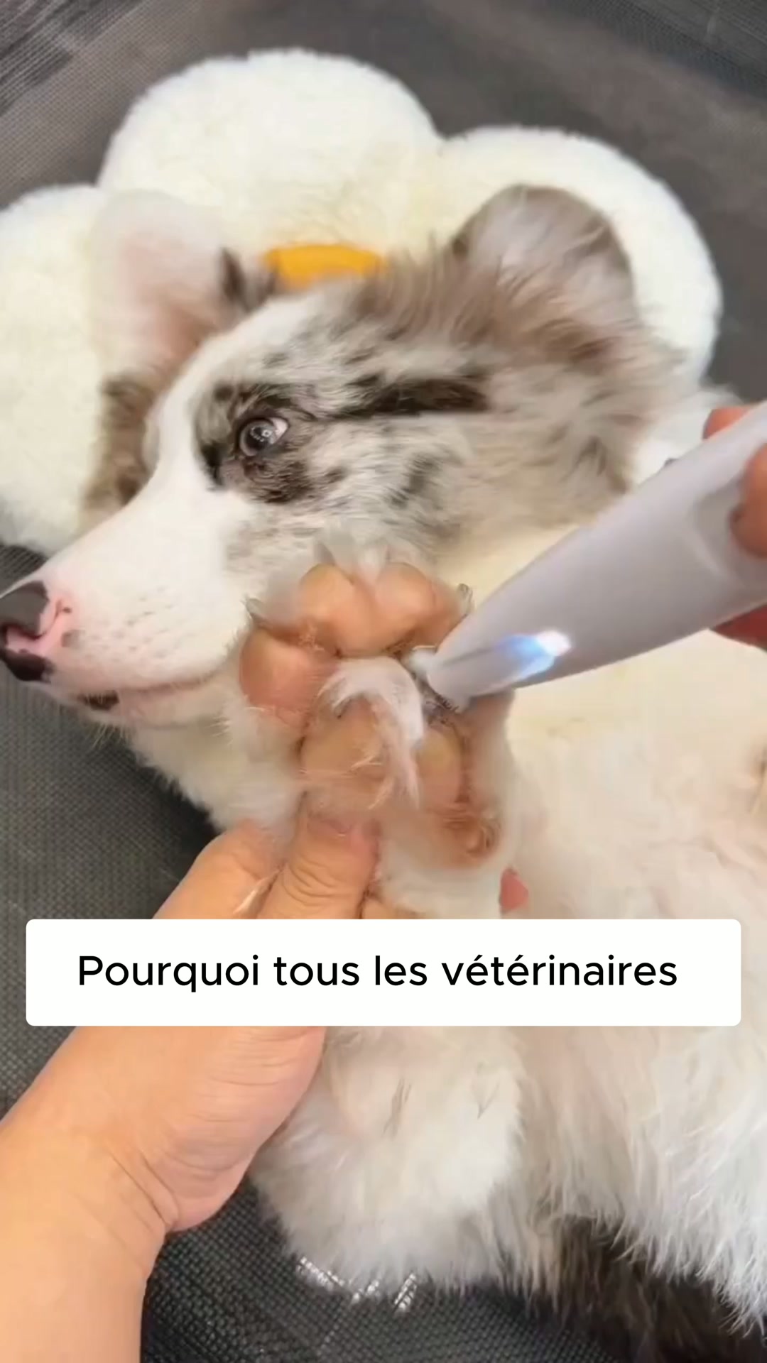 Recommandé par les vétérinaires