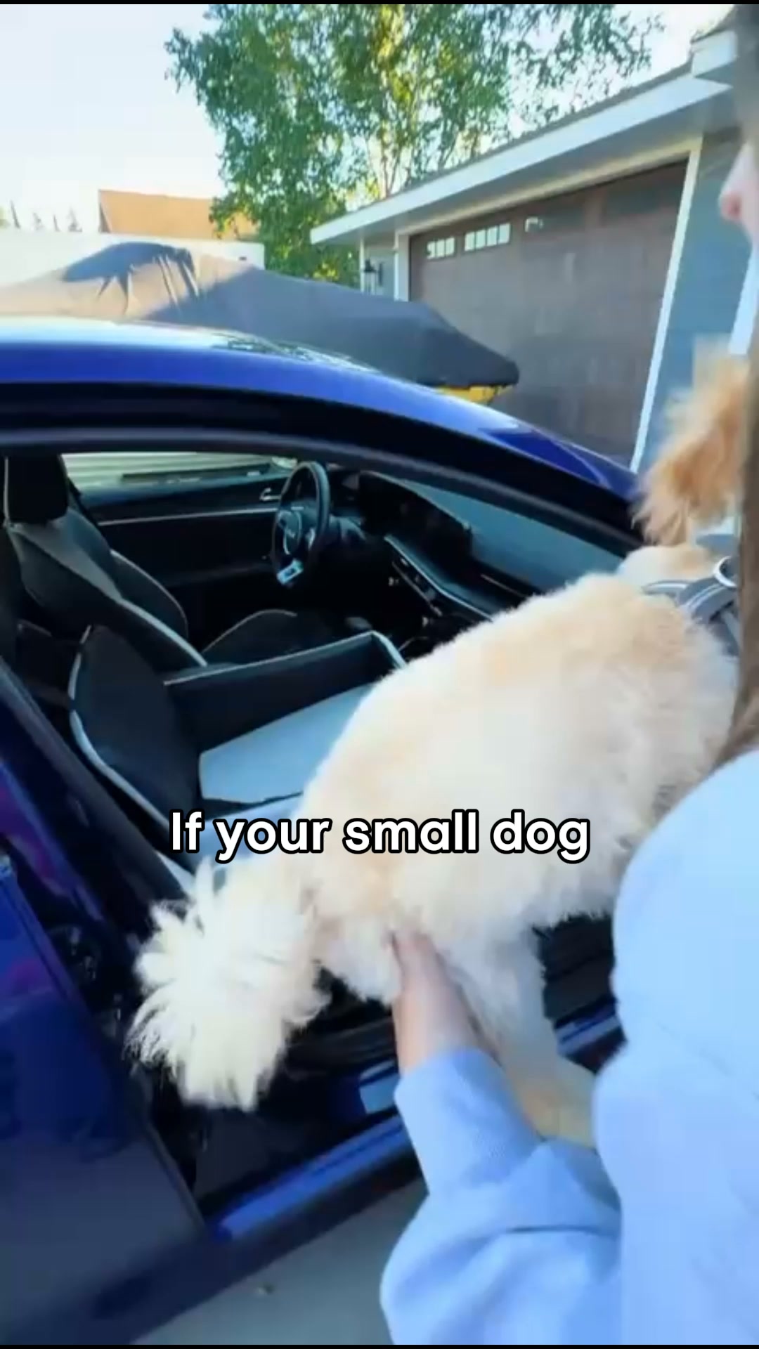 Every Dog Owner Needs One Of These