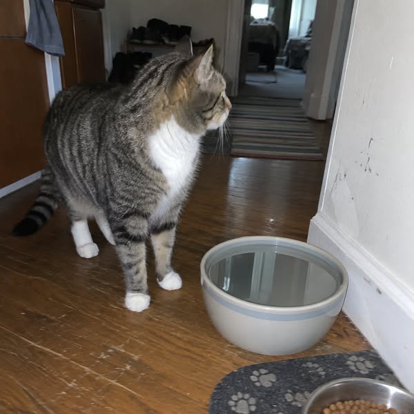 Przeczytaj to, jeśli masz fontannę dla kota