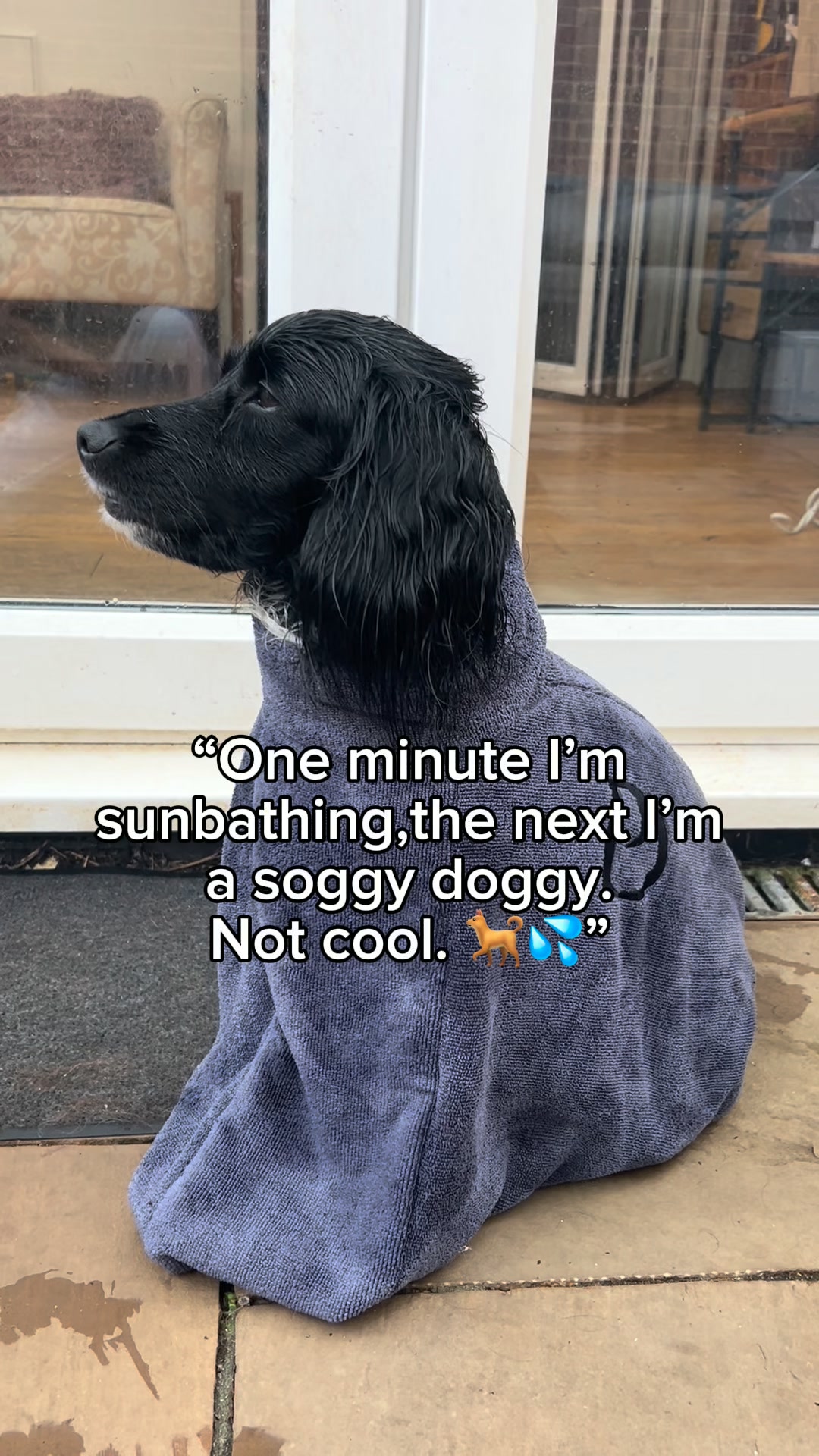 No More Muddy Paw Prints!
