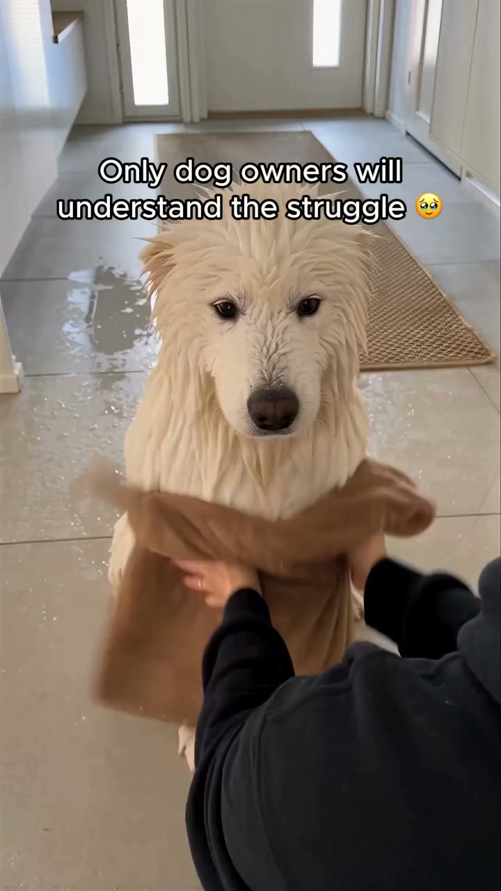 No More "Wet Dog Shake" Mess!