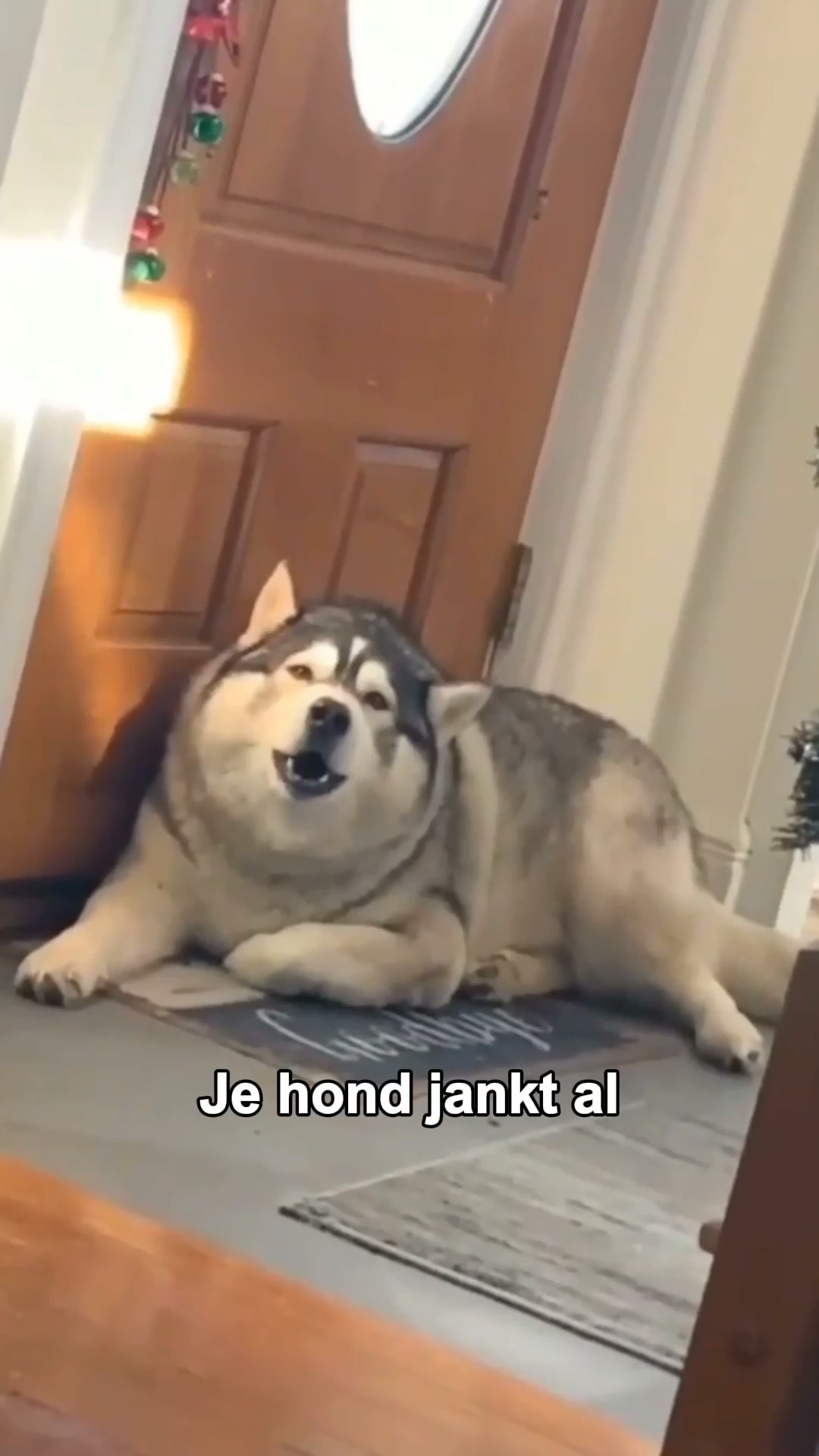 Zijn nieuwe favoriete maatje