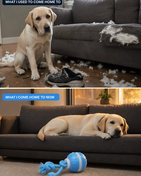 Leave For Work Without The Guilt