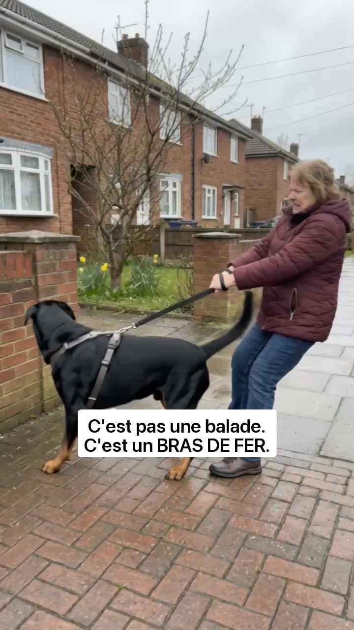 Le harnais anti-traction qui fait changer de direction à votre chien