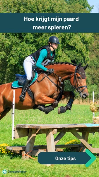 Hoe krijgt mijn paard meer spieren?