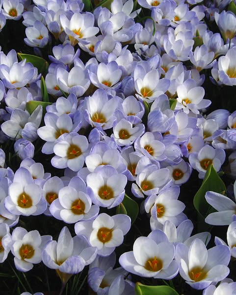 Crocus Chrysanthus Blue Pearl Bulbs