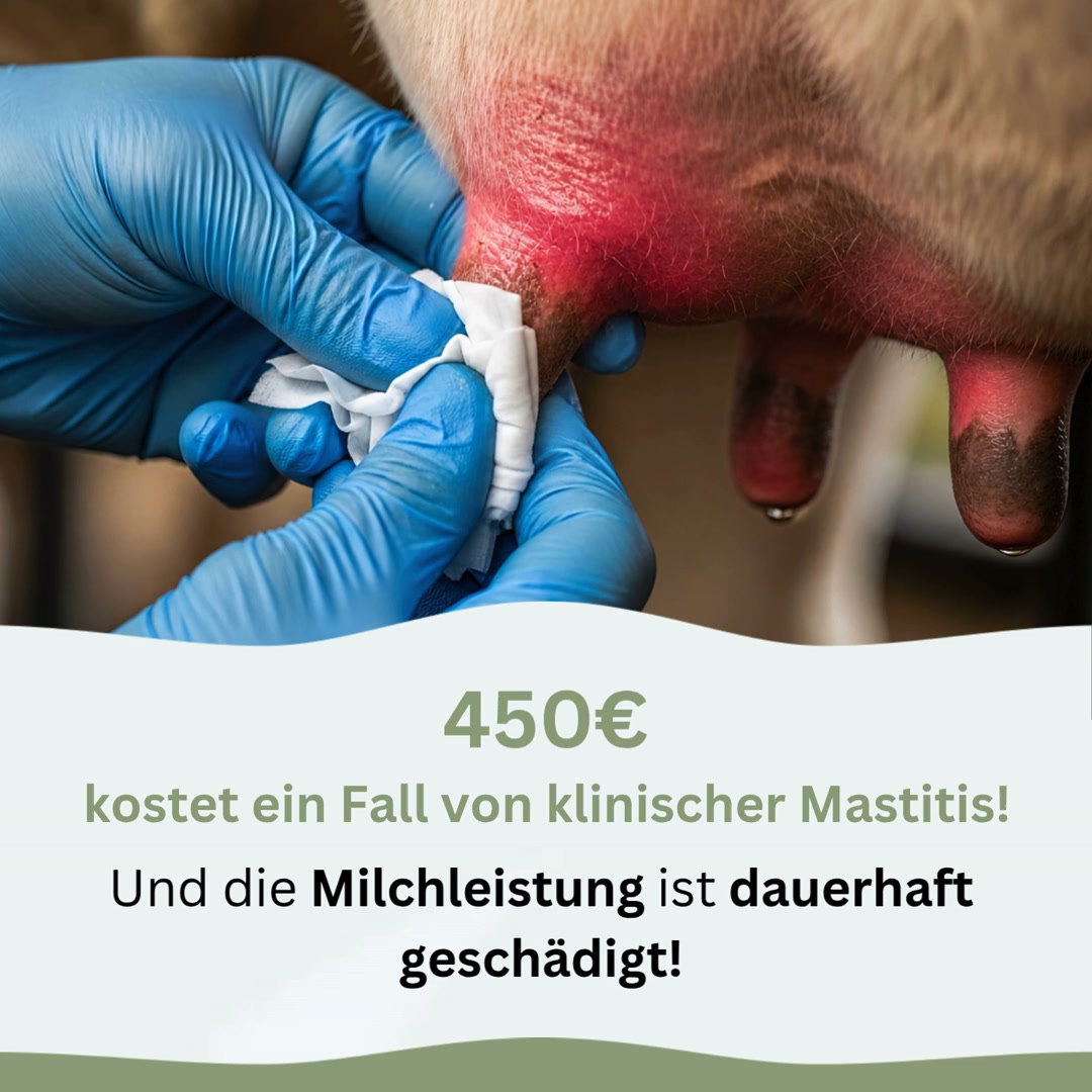 Mastitis früh kühlen & Milchleistung schützen