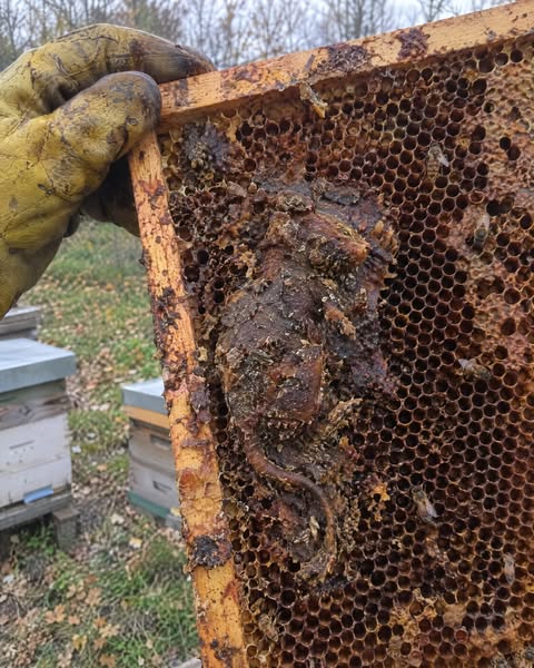 Was eine Maus im Bienenstock mit deinem Brot zu tun hat