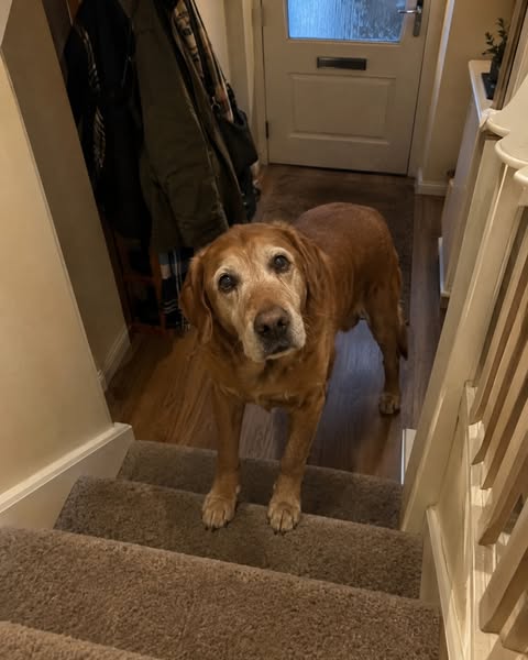 The look old dogs give at the stairs