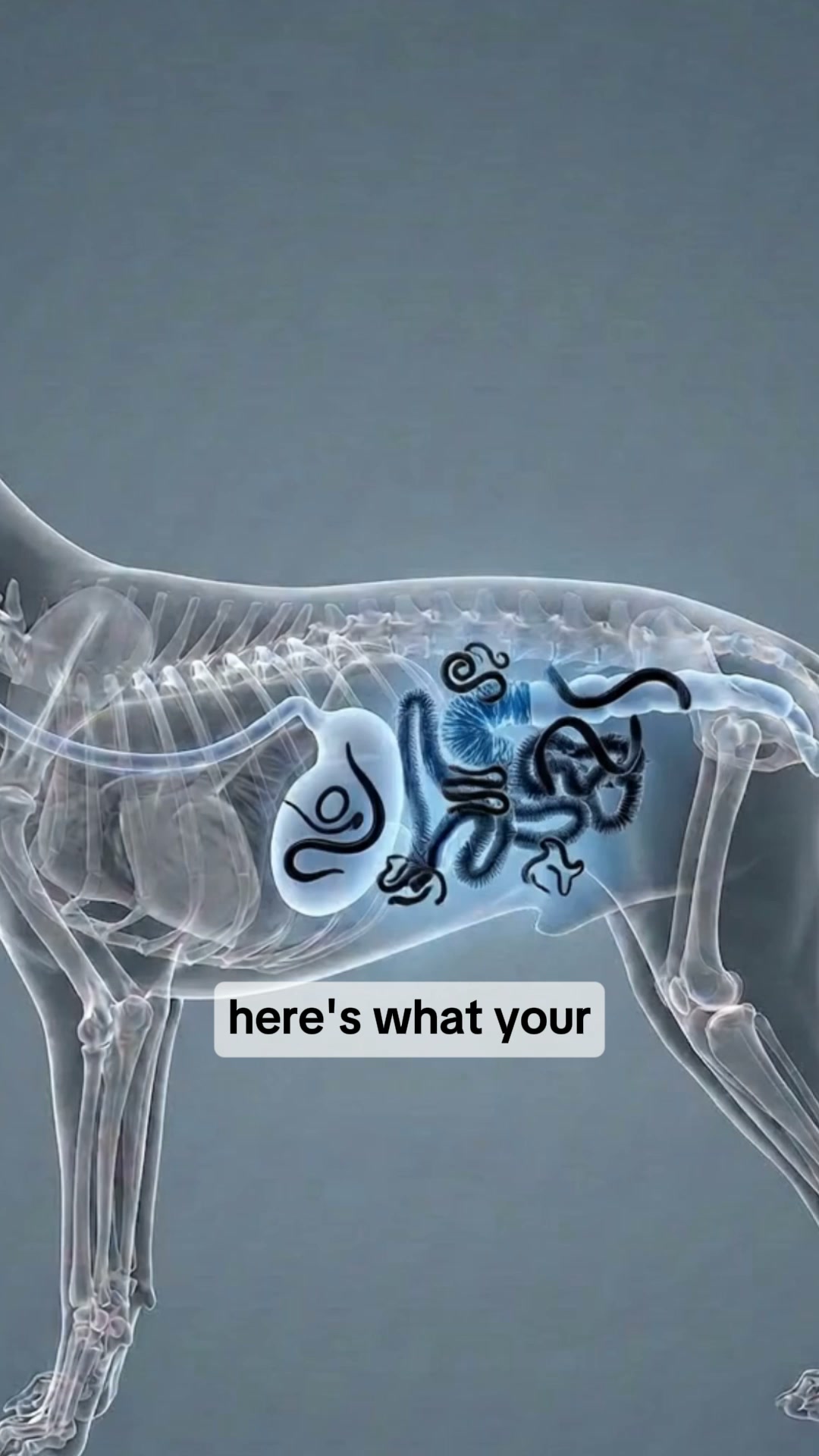 Flush Out What Doesn't Belong – Get Your Dog Back
