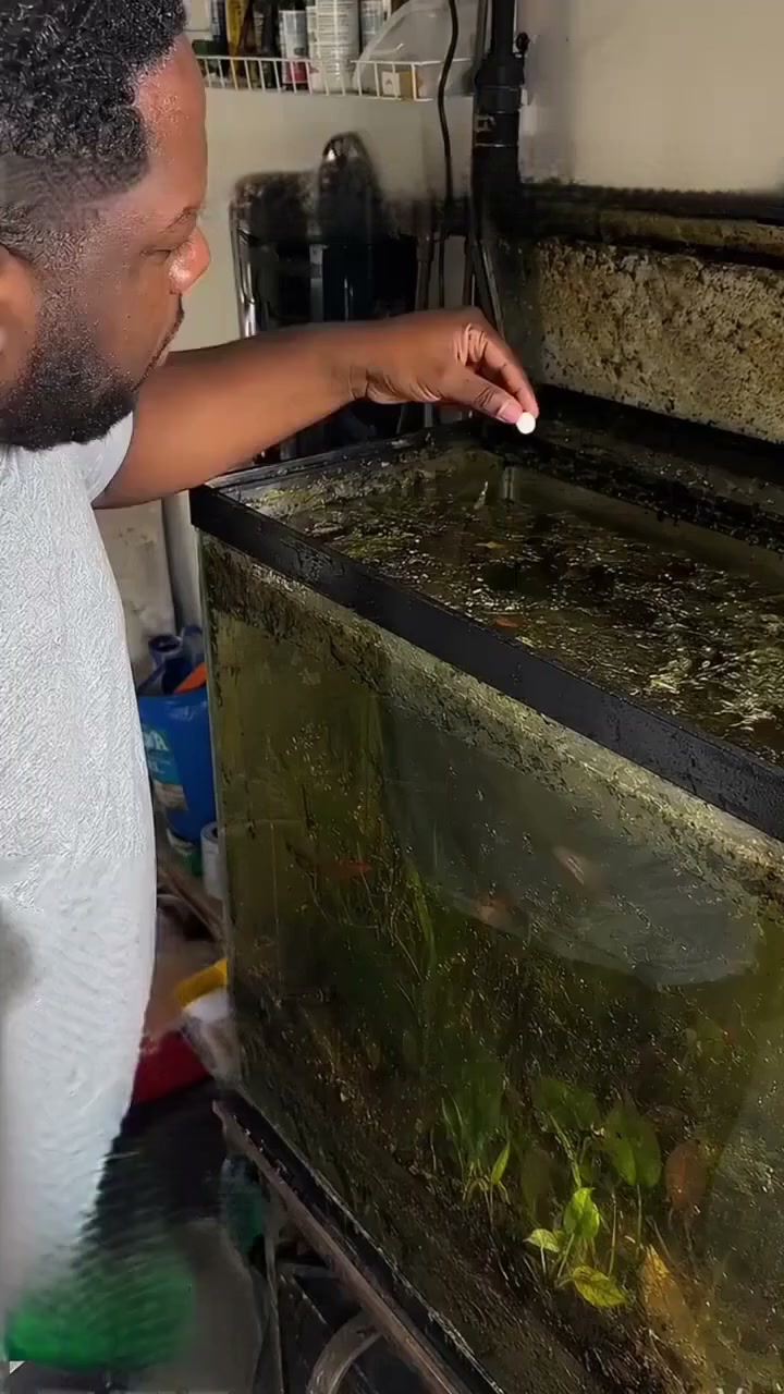 Klareres Aquariumwasser – ganz unkompliziert.