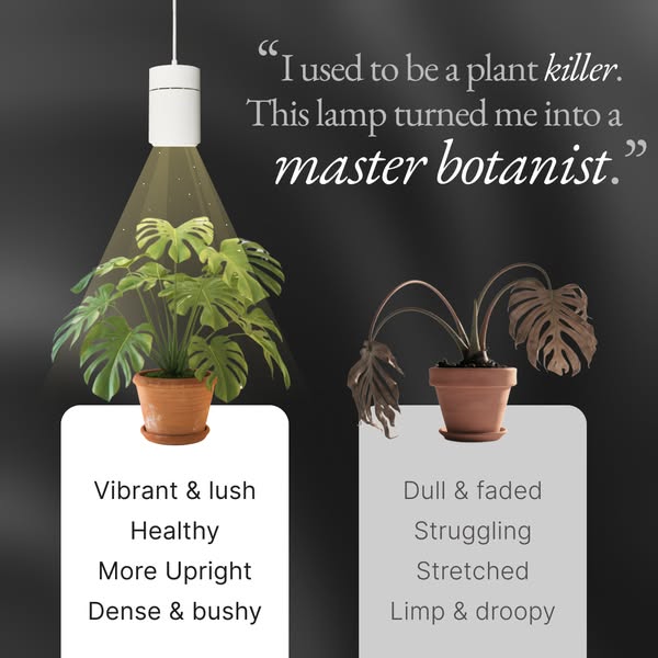 Upgrade your Space with Thriving Plants
