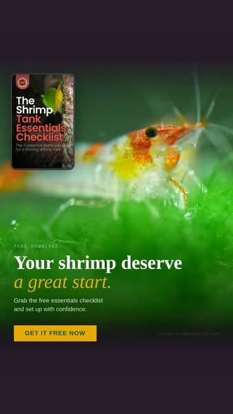11 Shrimp Keeping Essentials Checklist