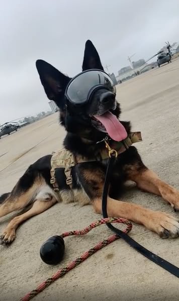 Read this if walks don't settle your dog