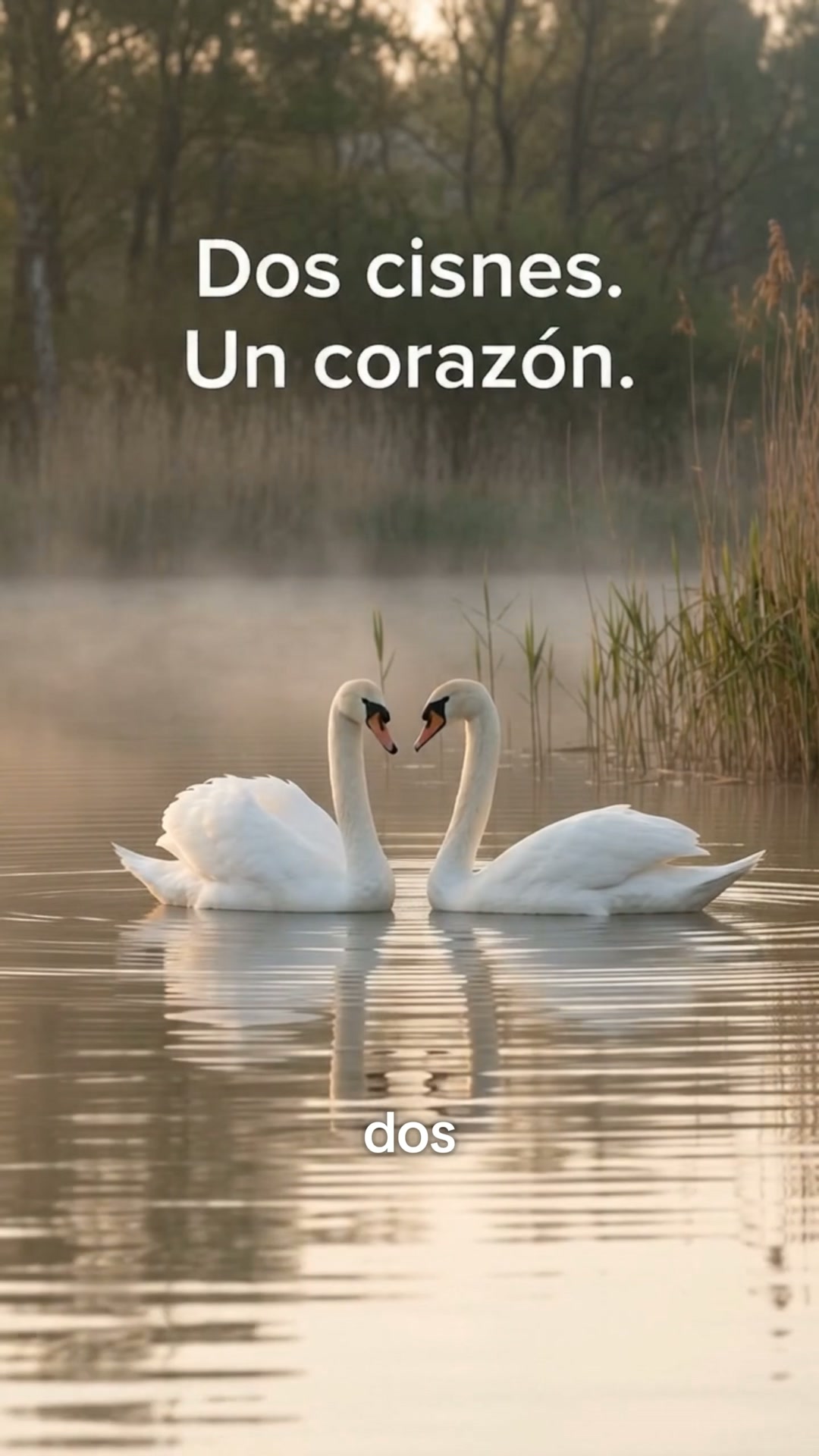 La importancia de los dos cisnes