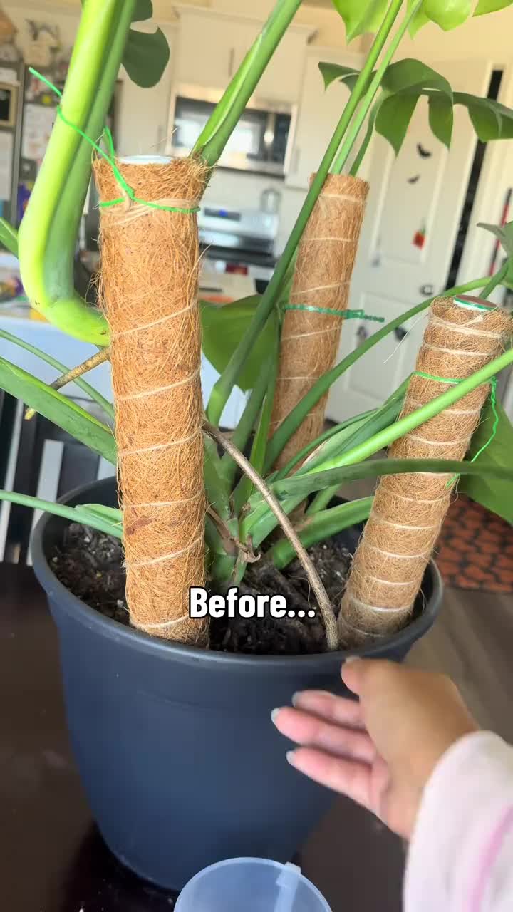 Plant Support Clips