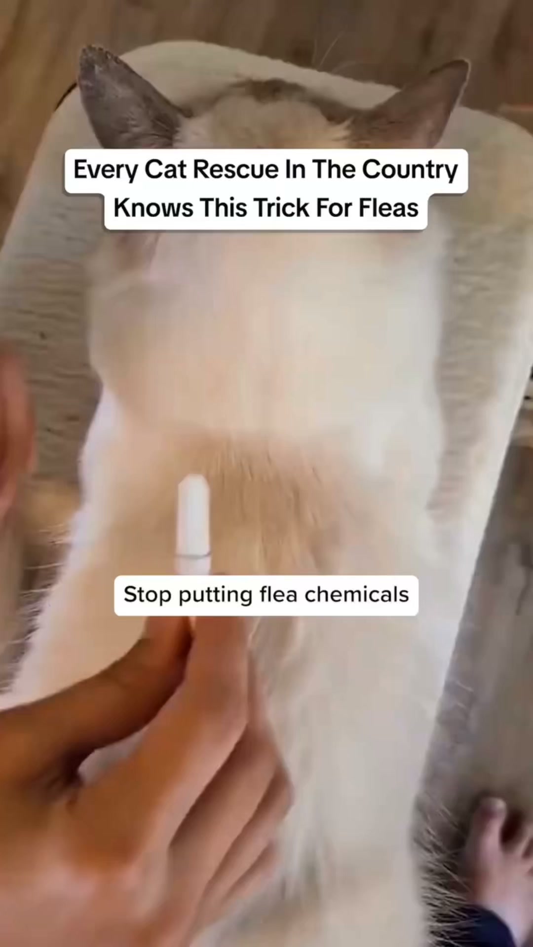 The Pet Rescue Flea & Tick Trick